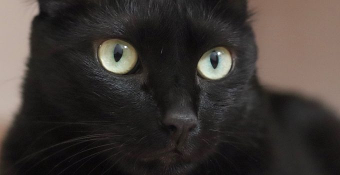 Why Black Cats are the Best. 5 Fun Reasons…