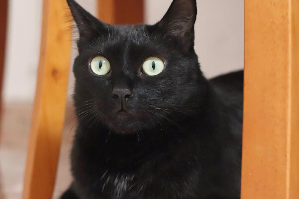 why black cats don't get adopted