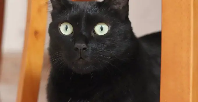 Why Black Cats Don’t Get Adopted: 3 Sad & Shocking Reasons