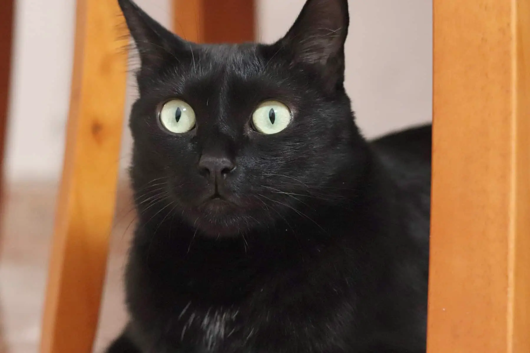 Why Black Cats Don't Get Adopted 3 Sad & Shocking Reasons My Mini