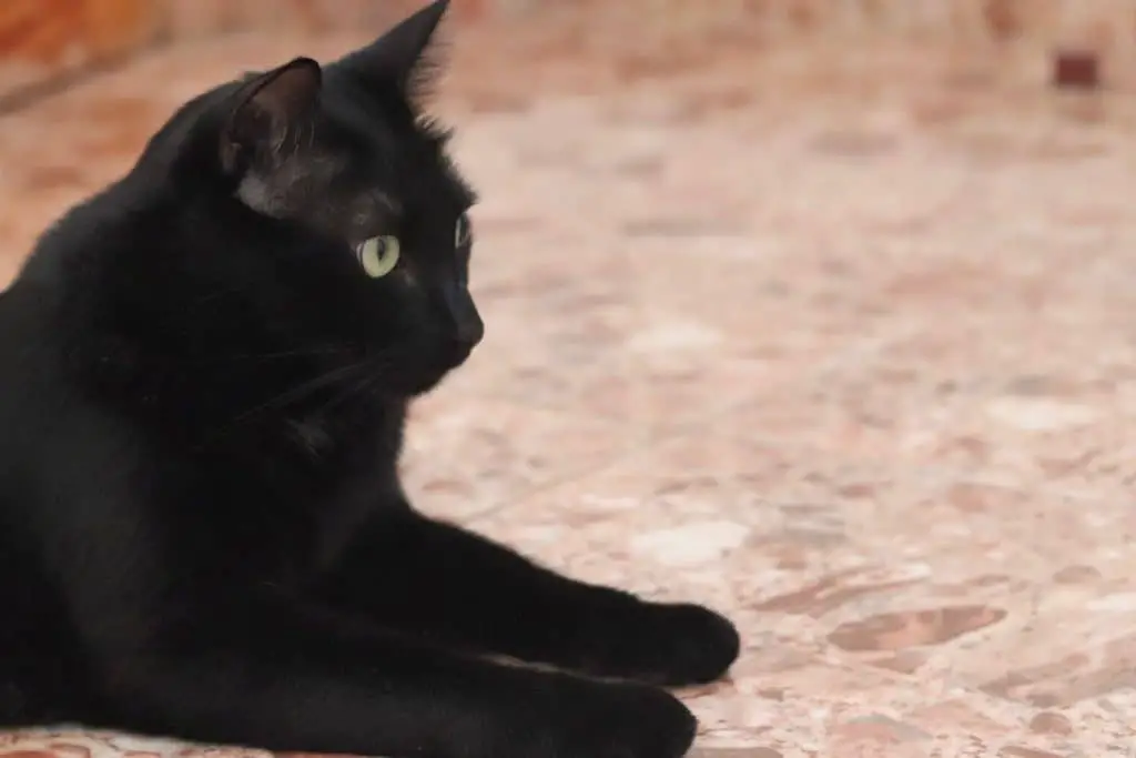 why black cats are the best