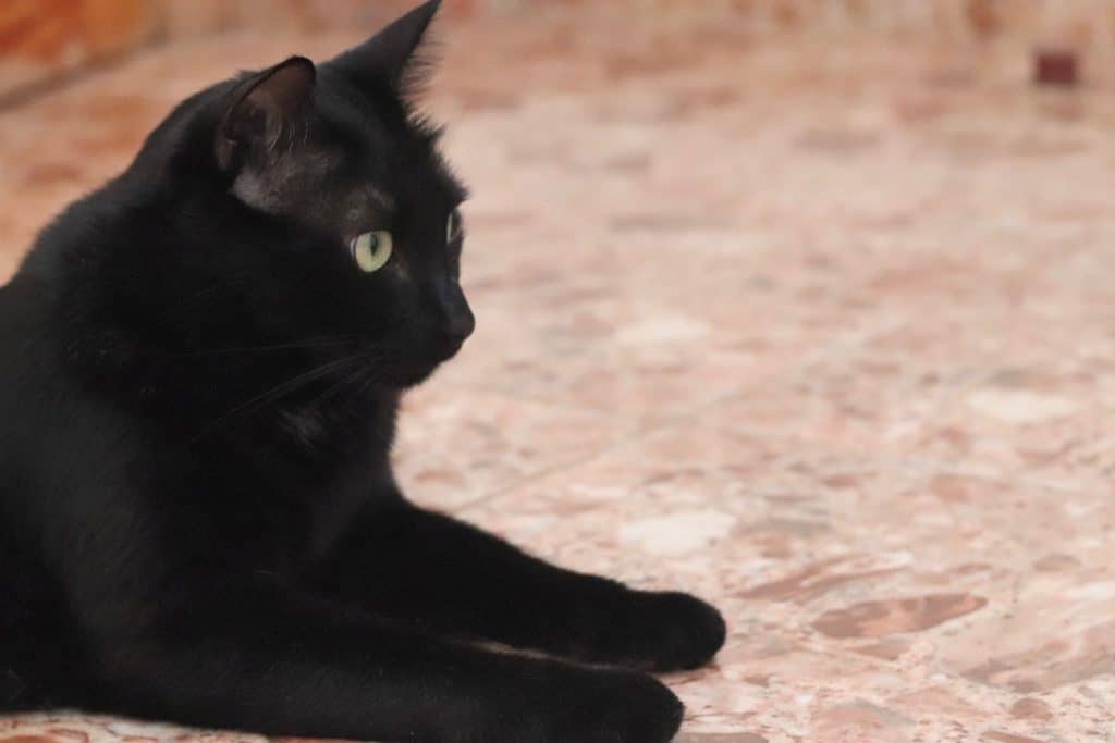 why black cats are the best