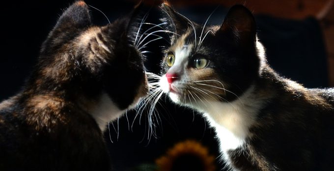 Cats vs Mirrors: The Shocking Reactions…