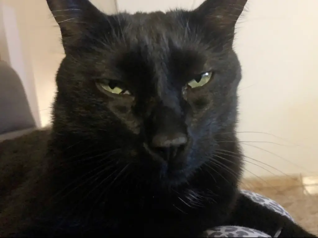 black cat purr