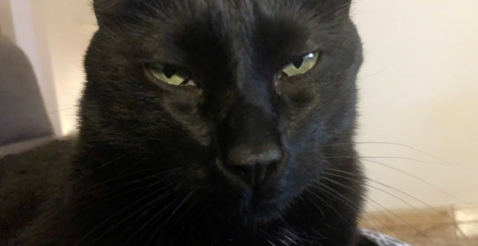 Community Response: Does Your Black Cat Purr A lot?