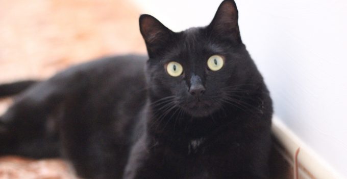 The Community Describes Their Black Cats in one Sentence…