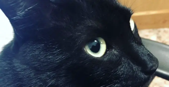 The Black Cat Community Tells Us About Their Cats