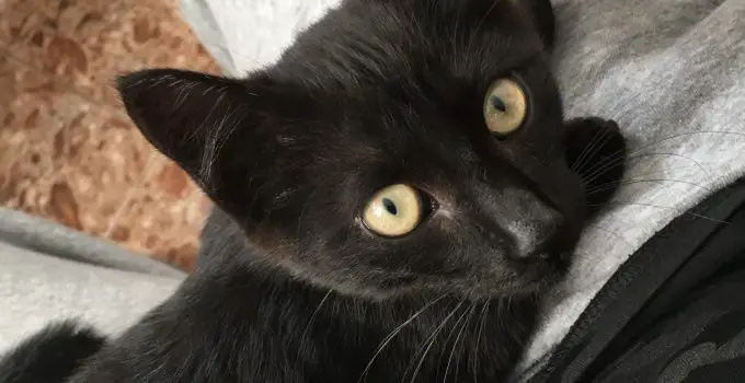 Living with a Black Cat, 4 Heart-Warming Short Stories