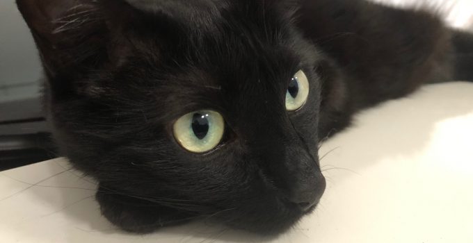 5 Things To Know When Living With A Black Cat