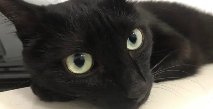 Black Cat Owners Reveal why their Black Cats are so Sweet