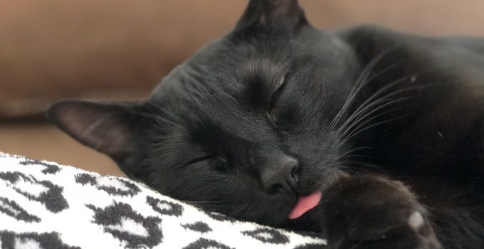 What do I call my Black Cat? Here are over 20 Brilliant Ideas