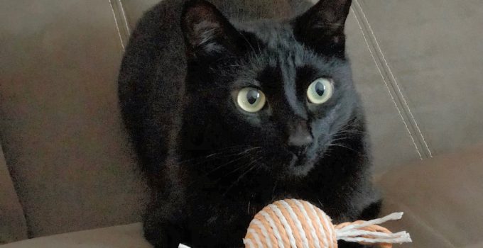 5 Reasons Why Black Cats are Awesome