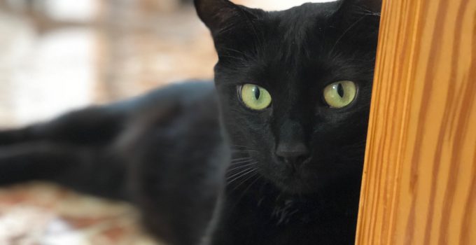 5 Reasons to live with a Black Cat