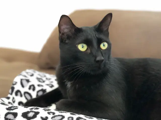 Everything To Know About Black Cats With Green Eyes - My Mini Panther