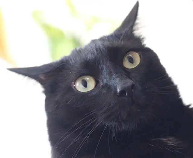 does-your-cat-recognize-your-voice-my-mini-panther