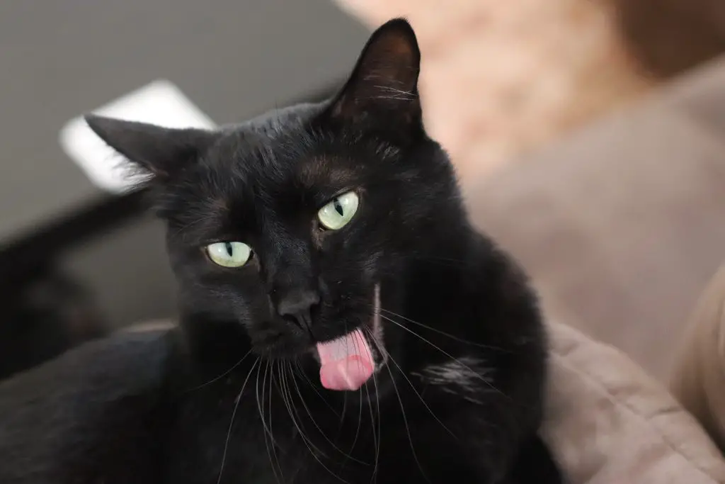 Black cat yawning