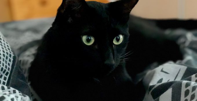 “In the evening my cat always…” 9 cat Owners Answer
