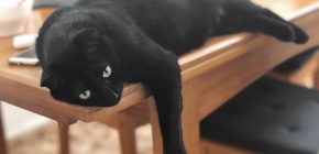 ‘My Cat has an Amazing…’ 11 People Answer
