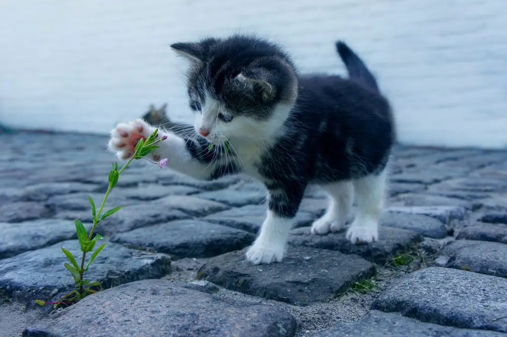 Cute black and white kitten