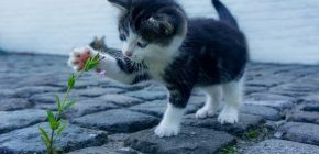 17 People Reveal their cat’s cute Nicknames