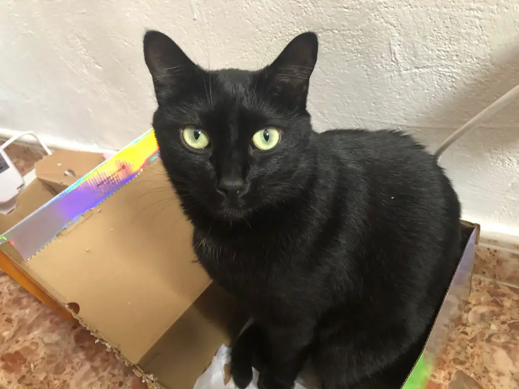 black cat in a box