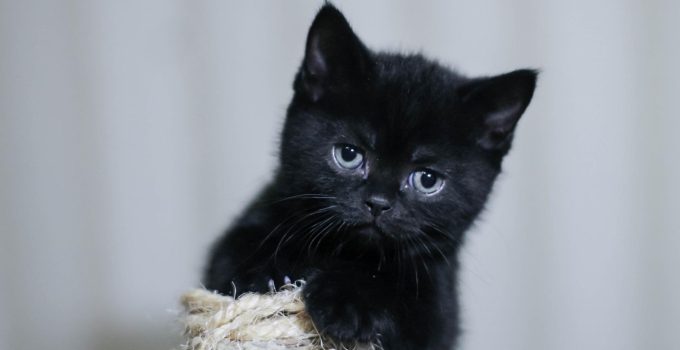 16 Cat Lovers talk About Their Cute Kittens