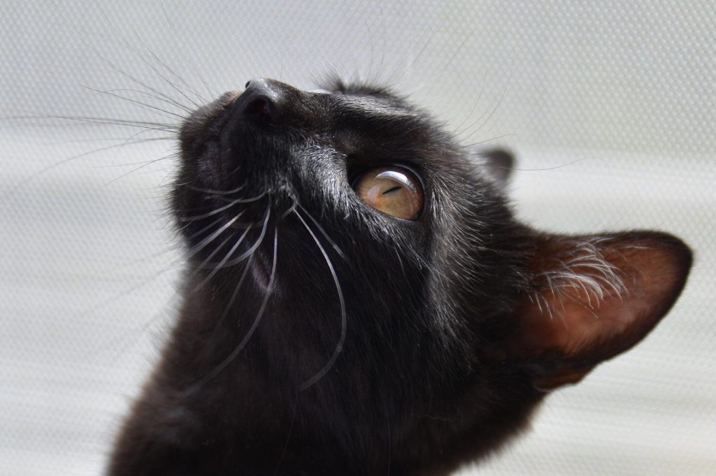 black cat looking up