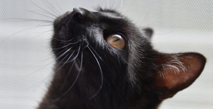 26 People Explain what Happens when they call Their Cat’s Name