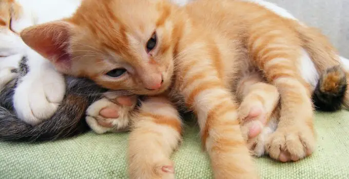 28 People give Insightful Advice on Adopting Kittens