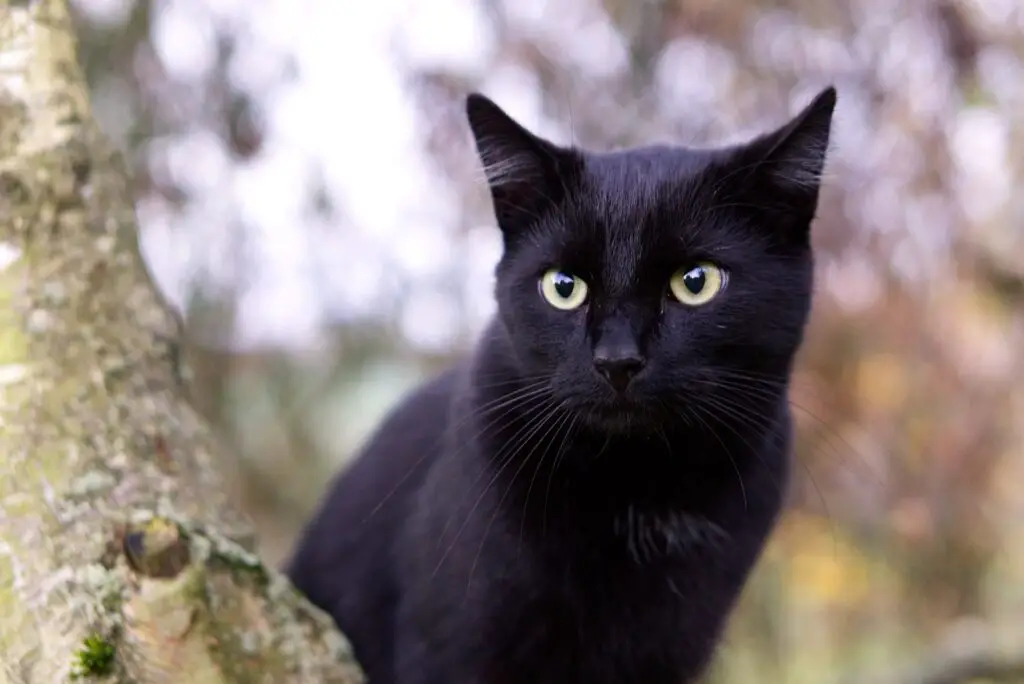 cute black cat