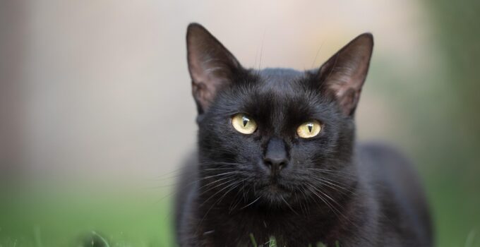 The Top 5 Reasons Why We Can’t Get Enough of Black Cats