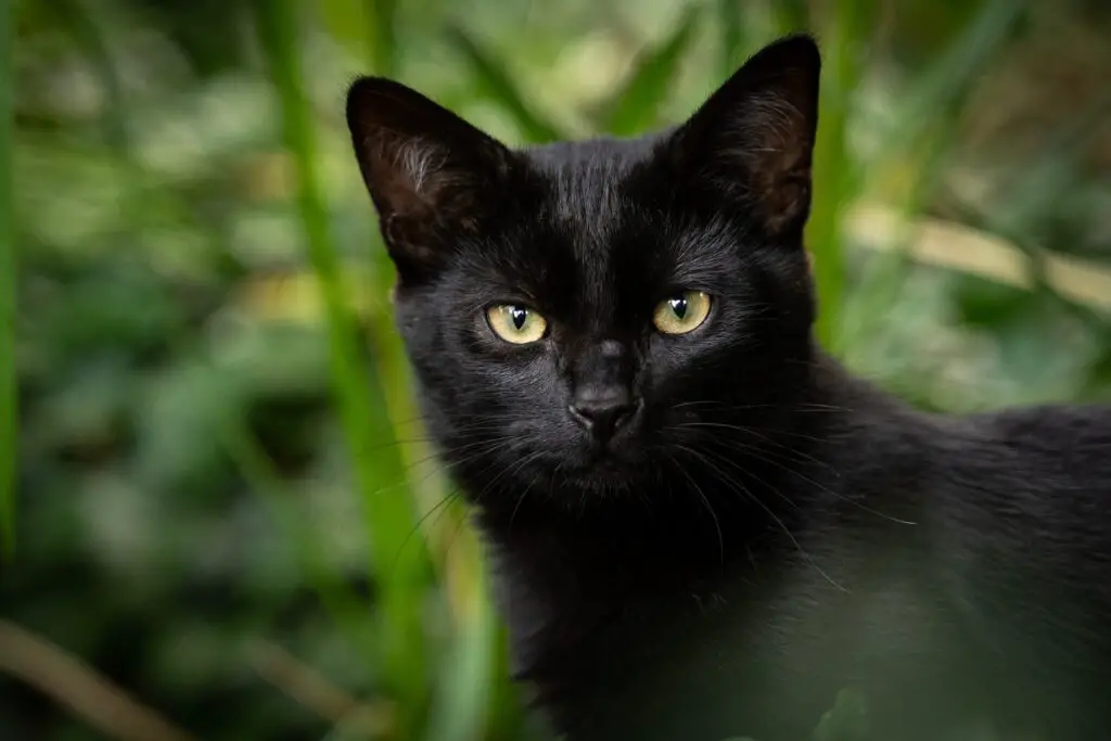 beautiful black cat