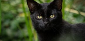 Famous Black Cats: From Literature to Pop Culture