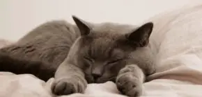 Say hello to better sleep: Petting a cat before bedtime may help you fall asleep faster and stay asleep longer
