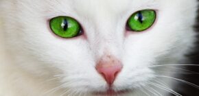 10 Fascinating Facts About Cat Eyes: From Reflective Tapetum to the Ability to See in Near Darkness
