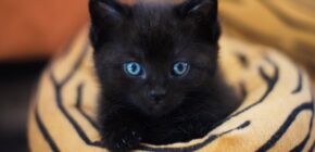 A Heart-warming Poem about the Beauty of Black Cats