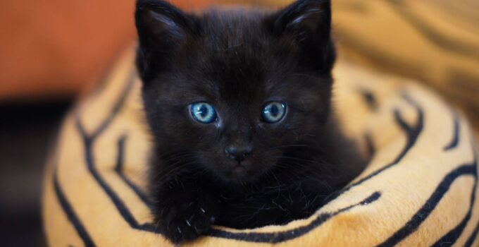 5 Things You Didn’t Know About Kittens: From Their Development to Their Behavior
