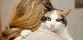 How Cats Show Affection To Their Owners