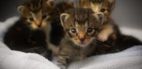 Why Kittens are the Cutest Animals on Earth: 5 Scientific Reasons