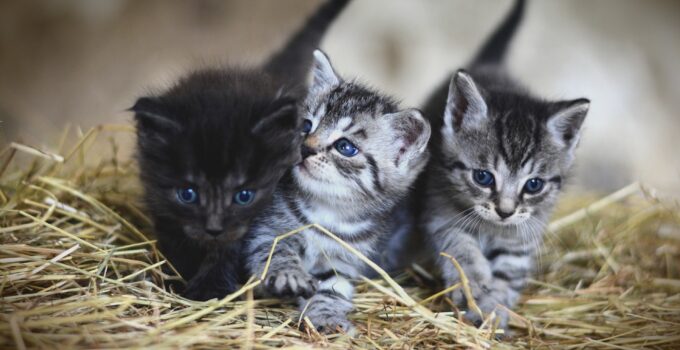 The Science of Kitten Cuteness: How These Little Felines Steal Our Hearts.