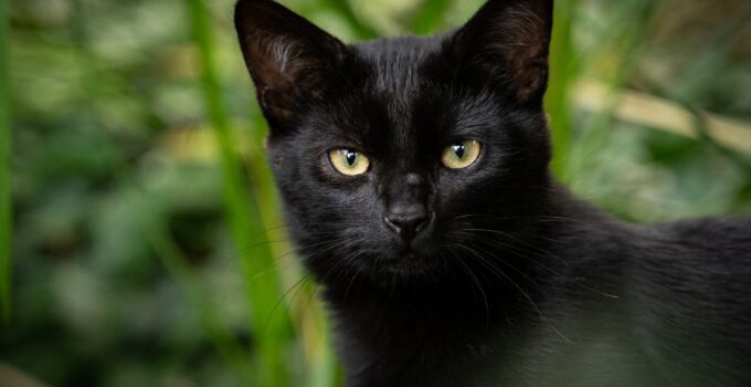 The Science Behind Black Cats: Understanding the Genetics of Their Coat Color