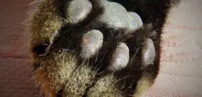 5 Mind-Blowing Facts About Cat Paws That Will Make You Look at Them Differently
