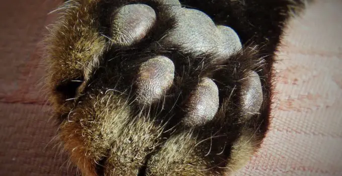 5 Mind-Blowing Facts About Cat Paws That Will Make You Look at Them Differently