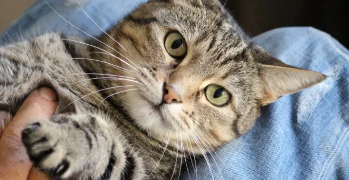 The Surprising Reason Why Your Cat Rubs Up Against You