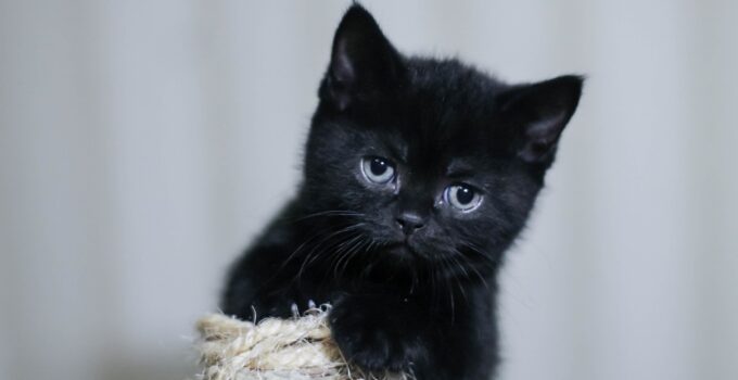 How Black Cat Rescues Are Transforming Lives and Challenging Stereotypes