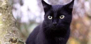 Breaking the Stereotype: Why Black Cats are Just as Adorable as Other Cats