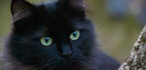 Emerald-Eyed Felines: Discovering the Unique Breeds of Black Cats with Green Eyes