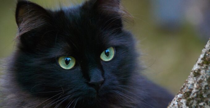 Everything To Know About Black Cats With Green Eyes