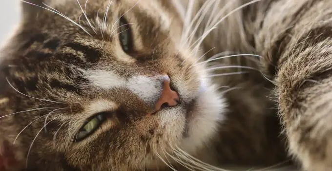 Find out why petting a cat before bedtime may help you fall asleep faster…