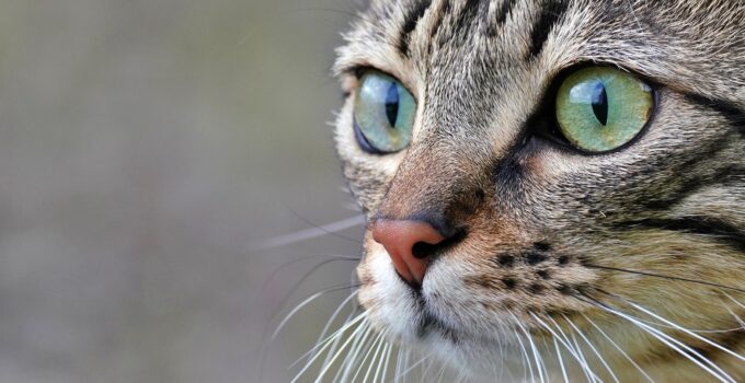 10 Fascinating Facts About Cat Eyes
